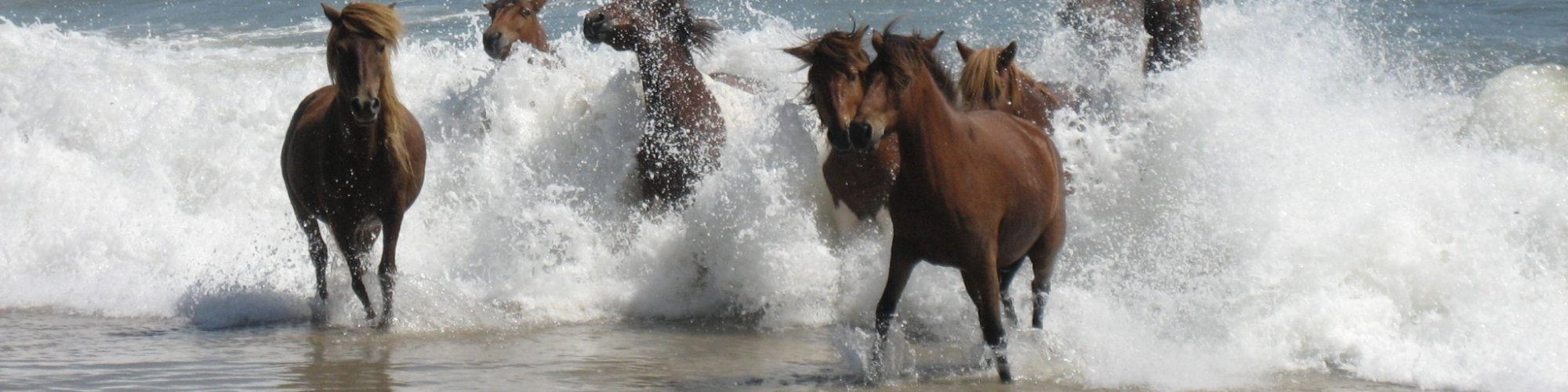 Assateague Hero Image