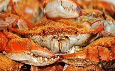 Ocean City Seafood Festival