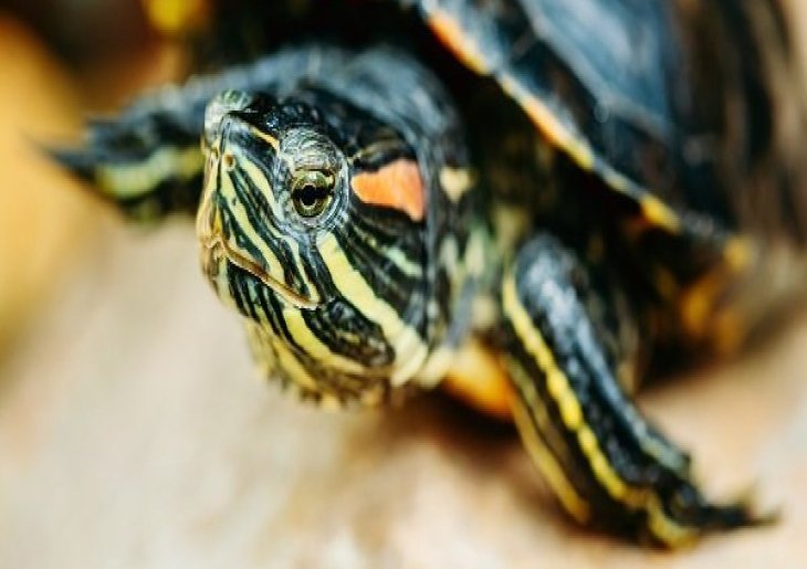 Aquarium Feeding