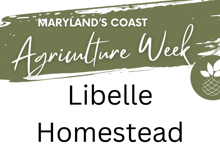 Libelle Homestead - Japanese kokedama demonstration