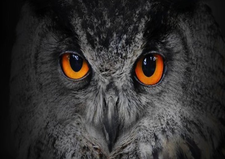 Owl Prowl