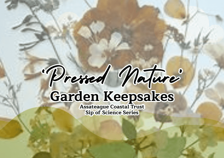 'Pressed Nature' - Garden Keepsakes