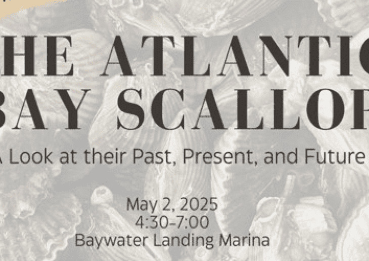 A Look at the Past, Present and Future of the Atlantic Bay Scallop