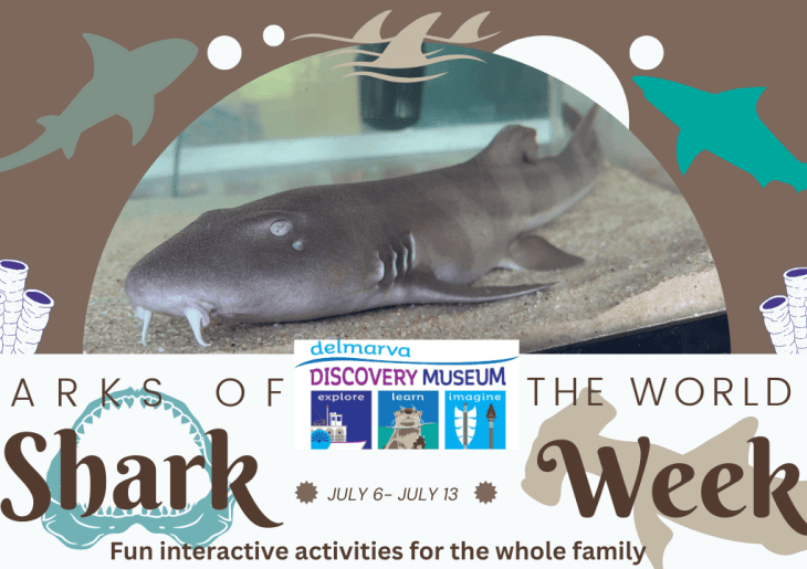 Shark Week 2024