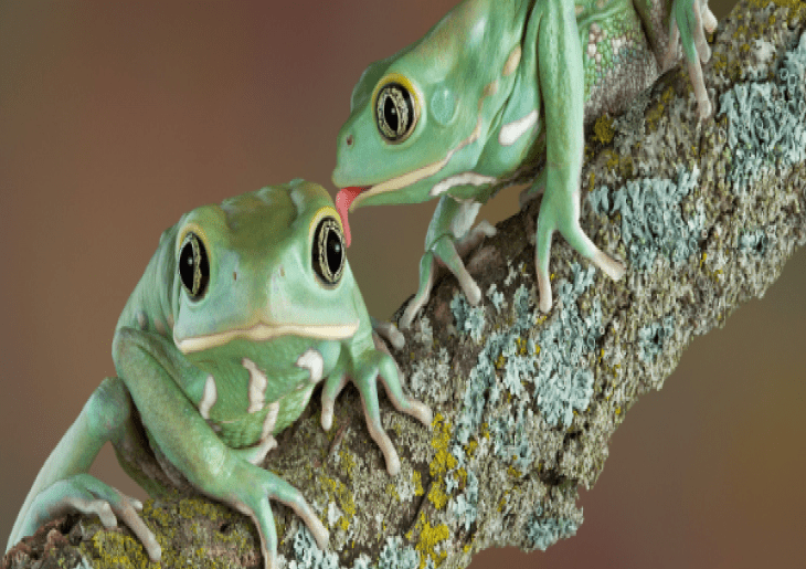 Frog Calls at Heron Park