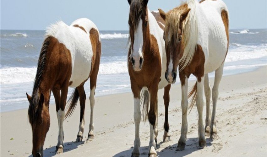 Assateague Island National Seashore