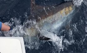 Fin Chaser Sportfishing Charters