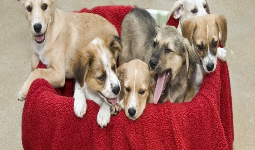 Worcester County Humane Society