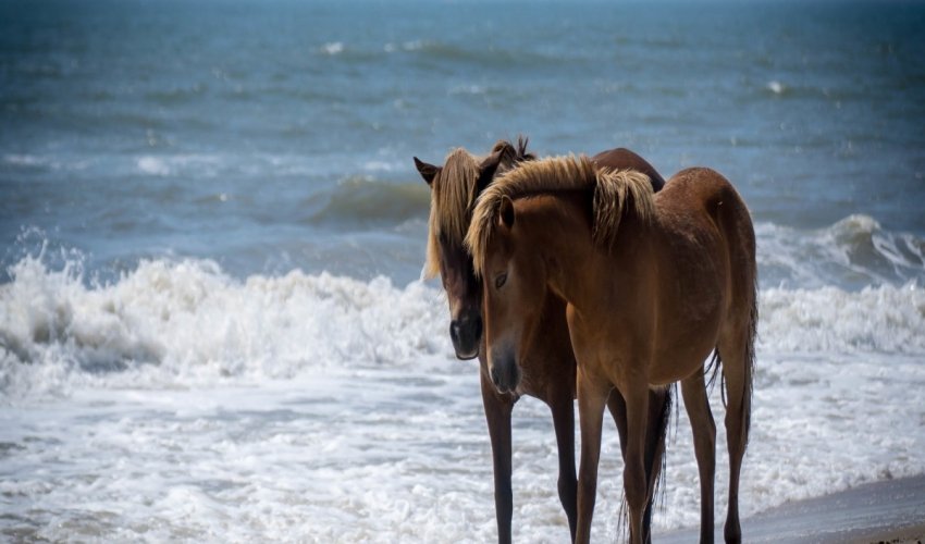 Assateague Island Tours
