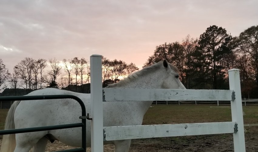 Autumn Grove Stables