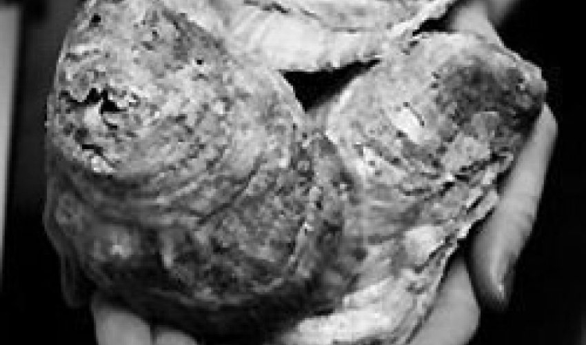 The Choptank Oyster Company 