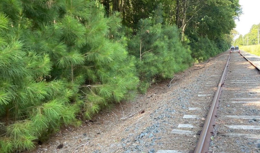Tracks and Yaks