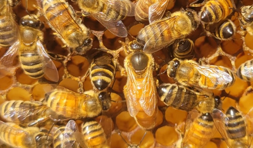 BayBees Honey