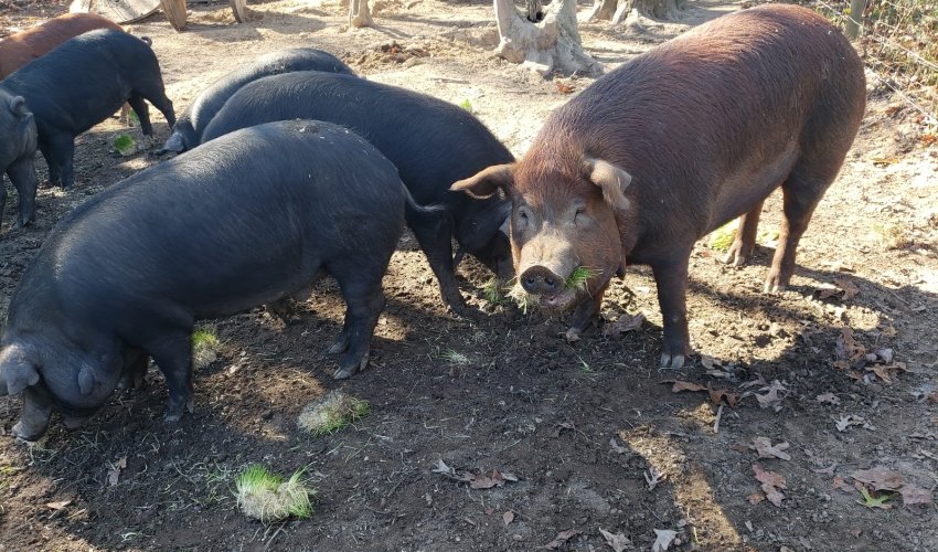 Elysium Farm LLC