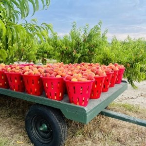 Maryland's Coast Agriculture Week