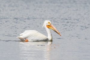 Birding Along Maryland’s Coast