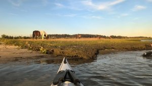 The Ultimate Paddler’s Guide to Maryland’s Coast