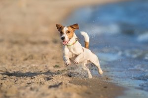 Things to Do With Dogs in OCMD