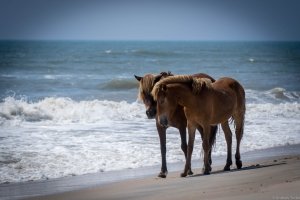 Day Trips Near Ocean City, MD