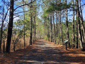 Best Winter Walks Near Ocean City, MD