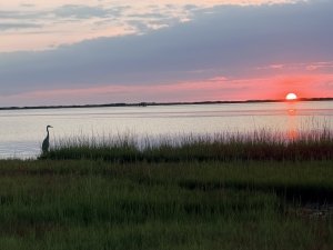 The Secret Life of Birds on Maryland’s Coast